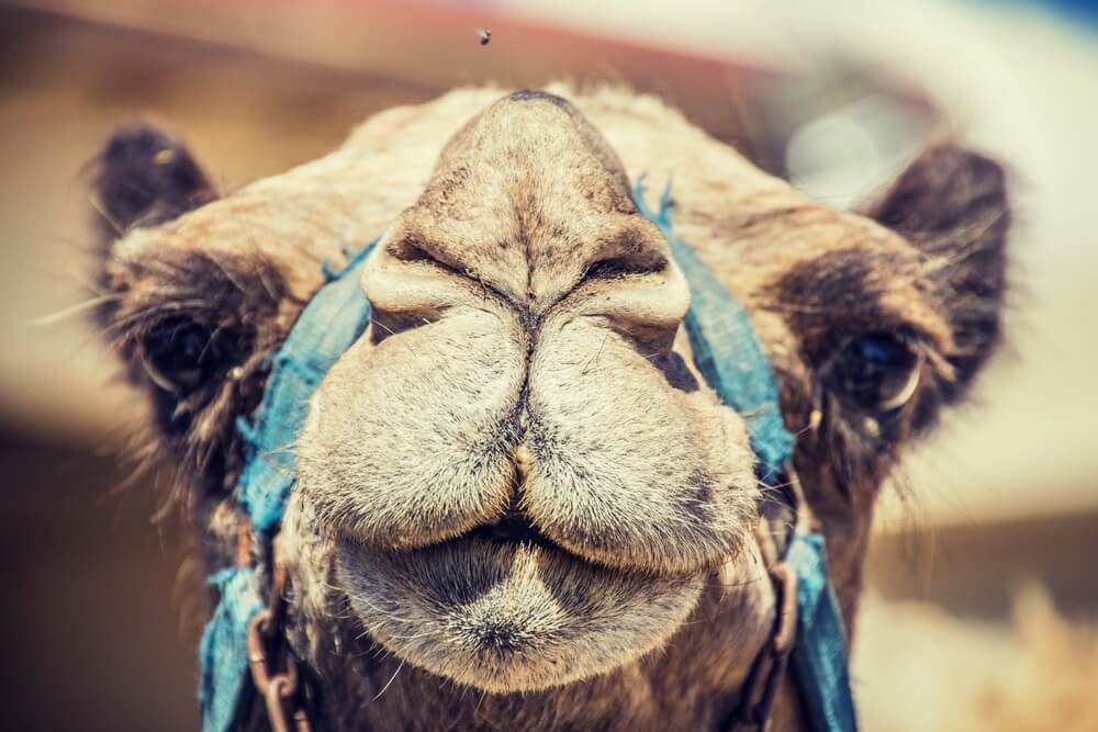 Camel Riding in the Middle East