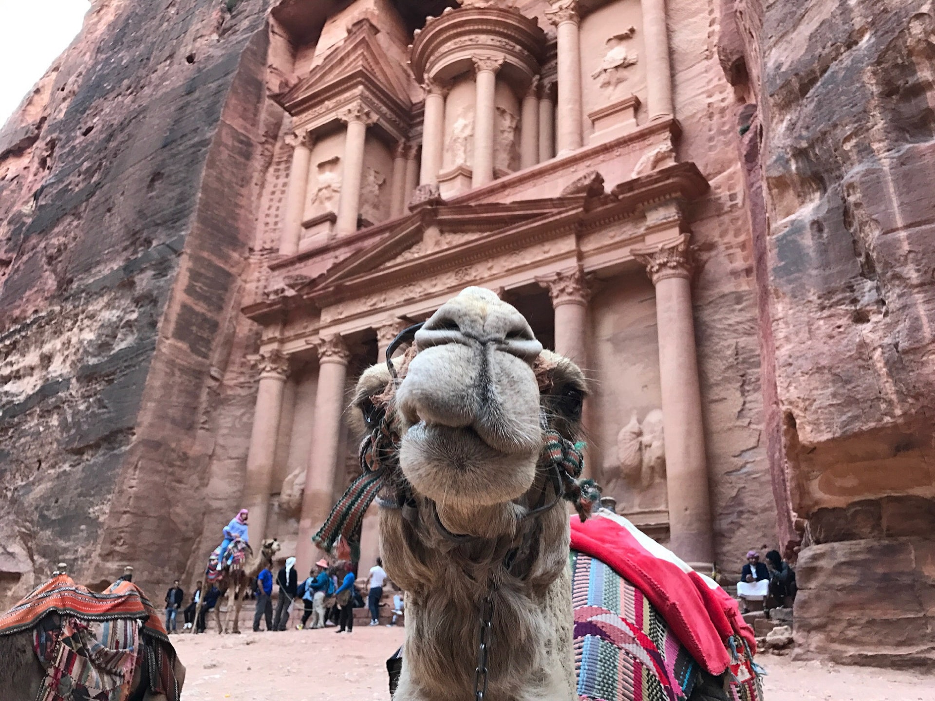 Camel Riding in the Middle East- A Jordanian Camel in front of the famous Petra Treasury