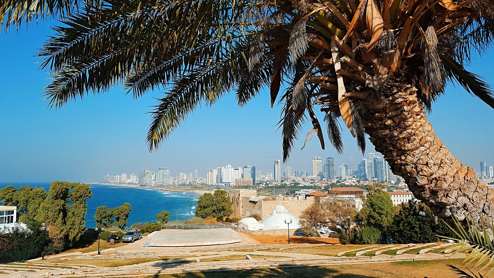 A palm tree in Jaffa, Israel