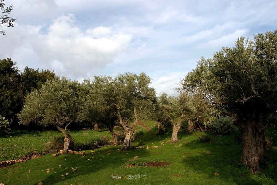 gethsemane garden jerusalem